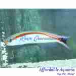 Red Stripe Tilefish