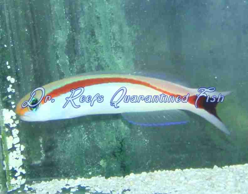 redstripe Red Stripe Tilefish - Image 1