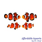 Orange Ocellaris Bonded Pair