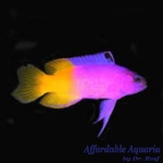 Royal Gramma Basslet