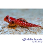 Ruby Red Dragonet