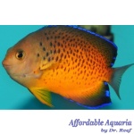 Rusty Angelfish