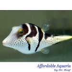 Saddle Valentini Puffer