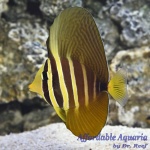 Sailfin Tang