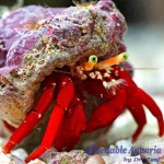Scarlet Reef Hermit Crab
