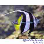 Schooling Bannerfish