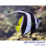 Schooling Bannerfish