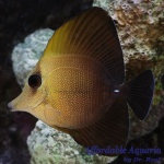 Scopas Tang