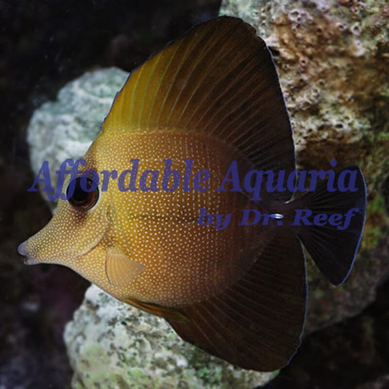 Scopas Tang | Affordable Aquaria