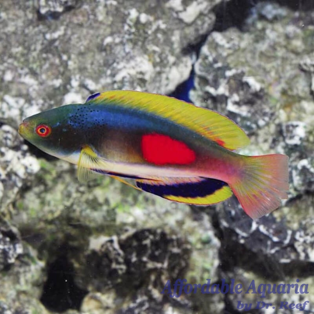 Scott's Fairy Wrasse (Male) Affordable Aquaria