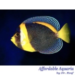 Scribbled Angelfish