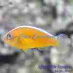 Skunk Orange Clownfish