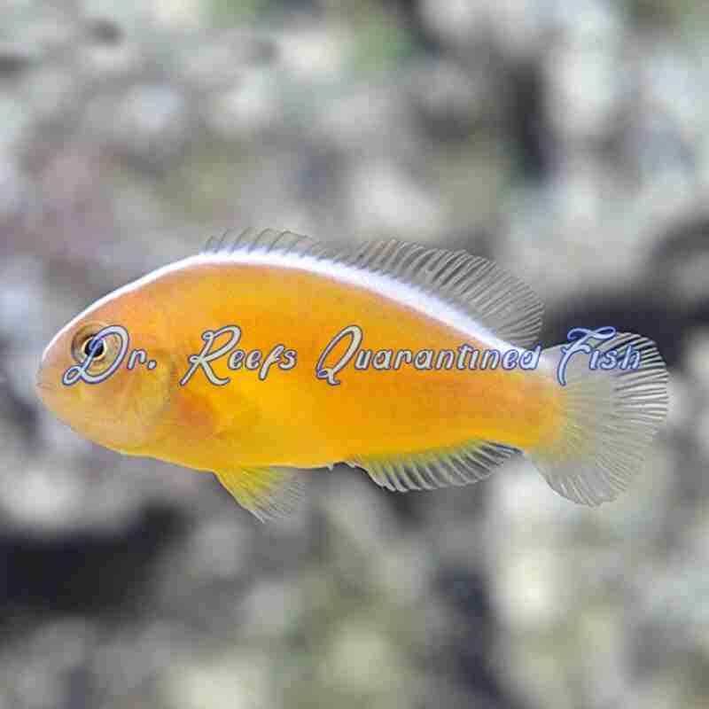 skunk-orange-clownsfish-1 Skunk Orange Clownfish - Image 1