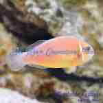 Skunk Pink Clownfish