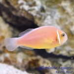 Pink Skunk Clownfish