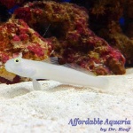 Sleeper Blue Dot Goby