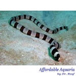 Banded Snake Eel