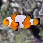 Snowflake Ocellaris Clownfish