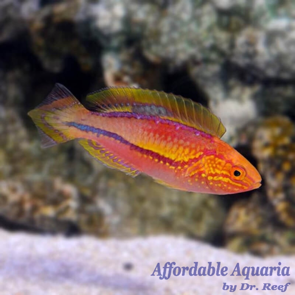 Splendid Pintail Fairy Wrasse Affordable Aquaria