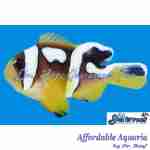 Spotcinctus Clownfish