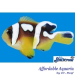 Spotcinctus Clownfish