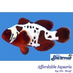 Maroon Gold lightening Clownfish