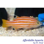 Swales Swissguard Basslet