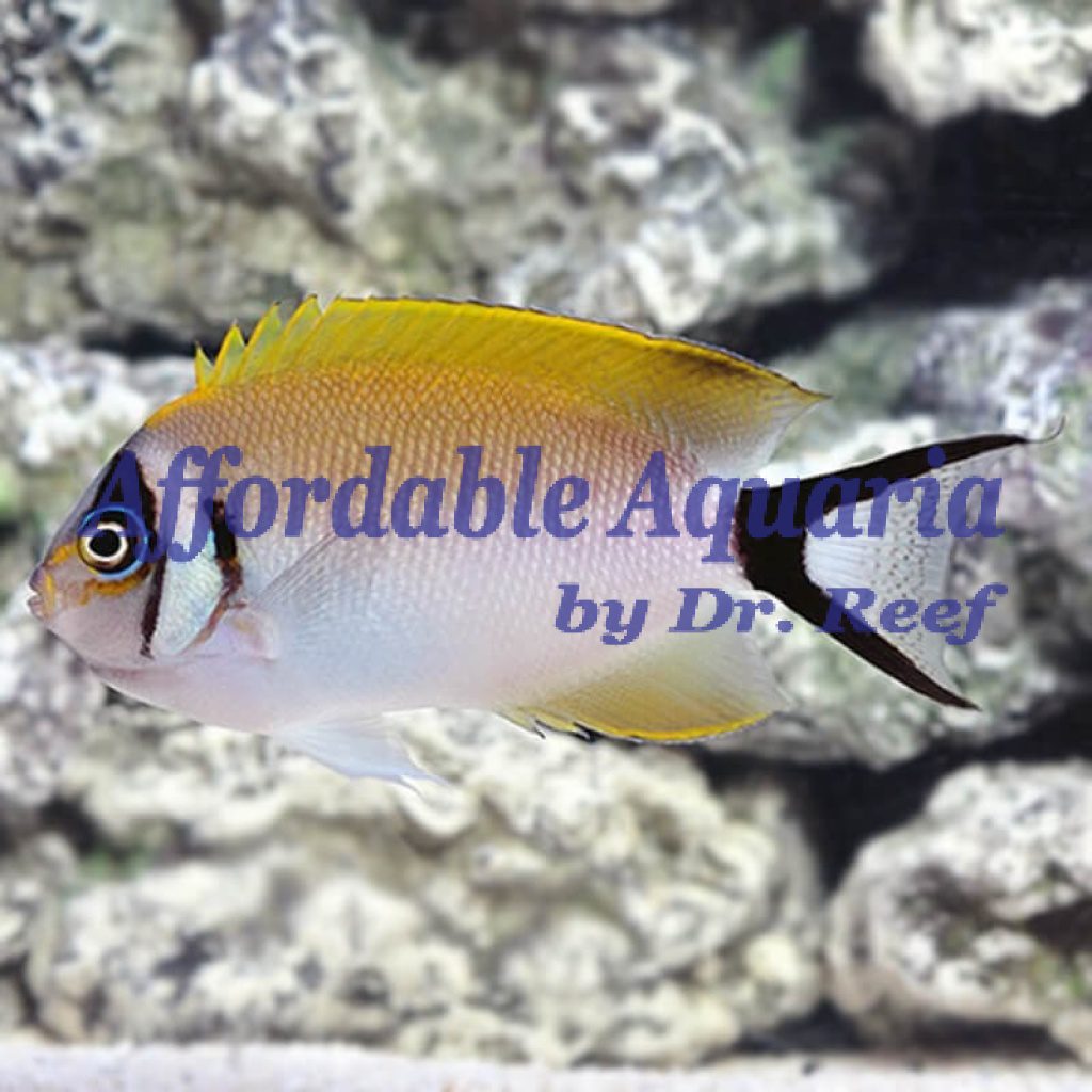 Swallowtail Tiger Angelfish (Female) | Affordable Aquaria