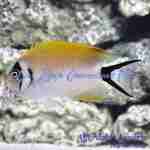 Swallowtail Tiger Angelfish (Female)