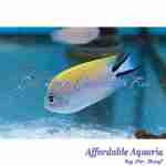 Swallowtail Zebra Angelfish (Female)