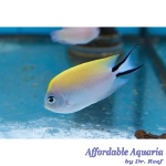 Swallowtail Zebra Angelfish (Female)