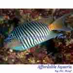 Swallowtail Zebra Angelfish (Male)