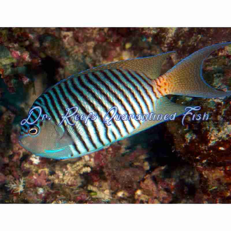 swallowtail-zebra-angelfish-male-1 Swallowtail Zebra Angelfish (Male) - Image 1