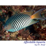 Swallowtail Zebra Angelfish (Male)
