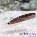 Tailspot Blenny