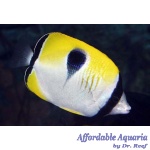 Tear Drop Butterflyfish