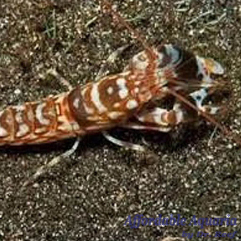 Tiger Pistol Shrimp Affordable Aquaria