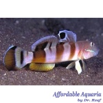 Tiger Watchman Goby