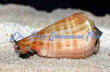 tigerconch Tiger Conch - Image 1