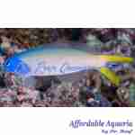 Tilefish Blue Jaw