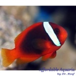Tomato Clownfish