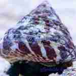 Trochus Snail