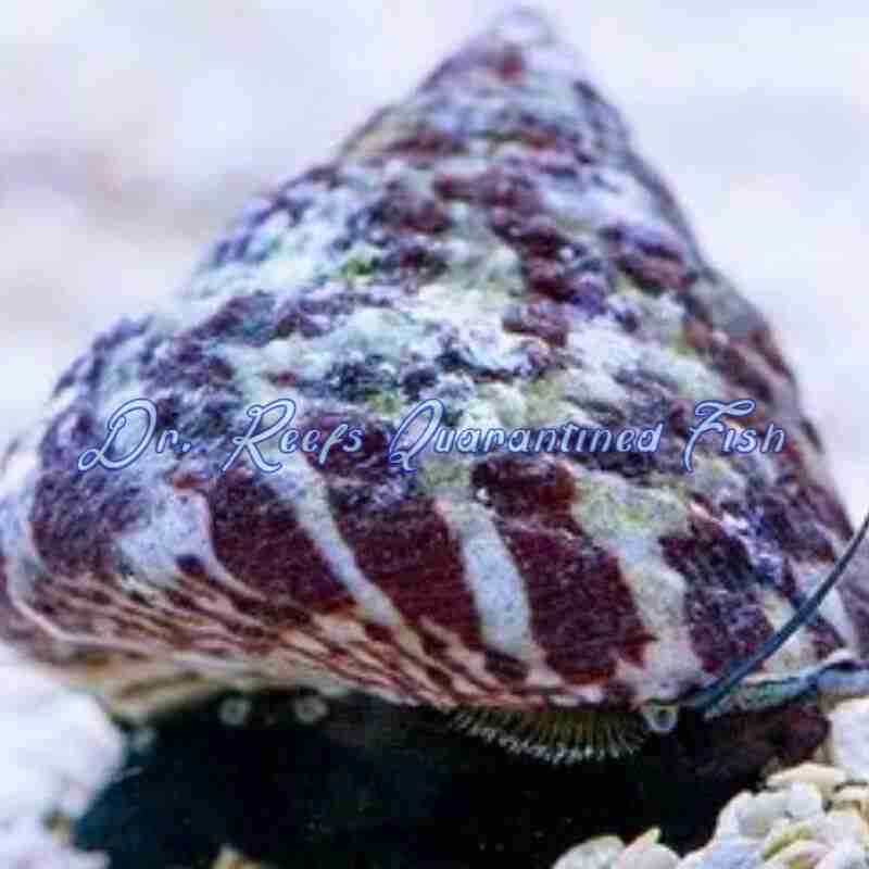 trochus-snails-1 Trochus Snail - Image 1