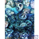 Turbo Snail - Image 2