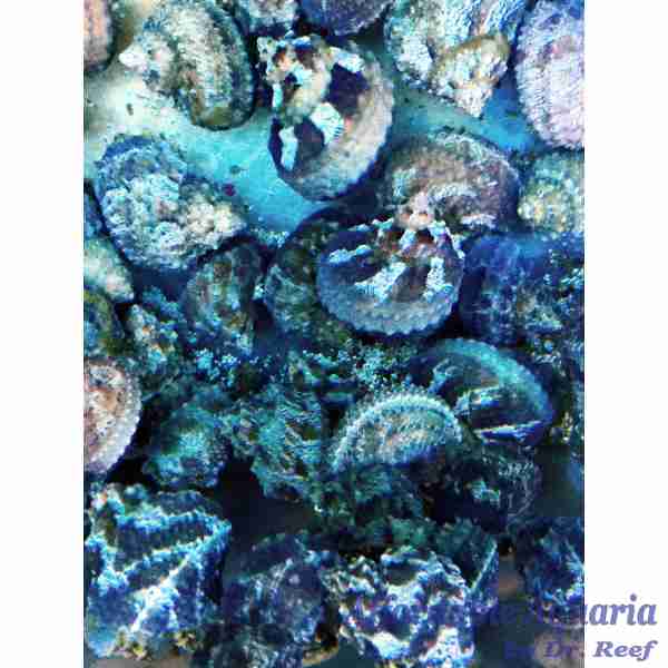 Turbo Snail - Image 2