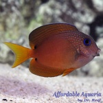 Two Spot Bristletooth Tang