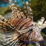 Volitan Lionfish Colored