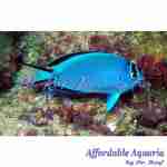 Watanabei Angelfish (Female)