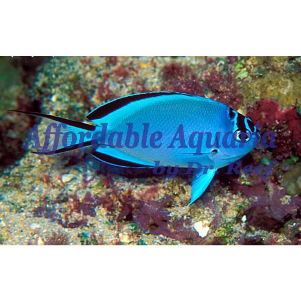 Watanabei Angelfish (Female) | Affordable Aquaria