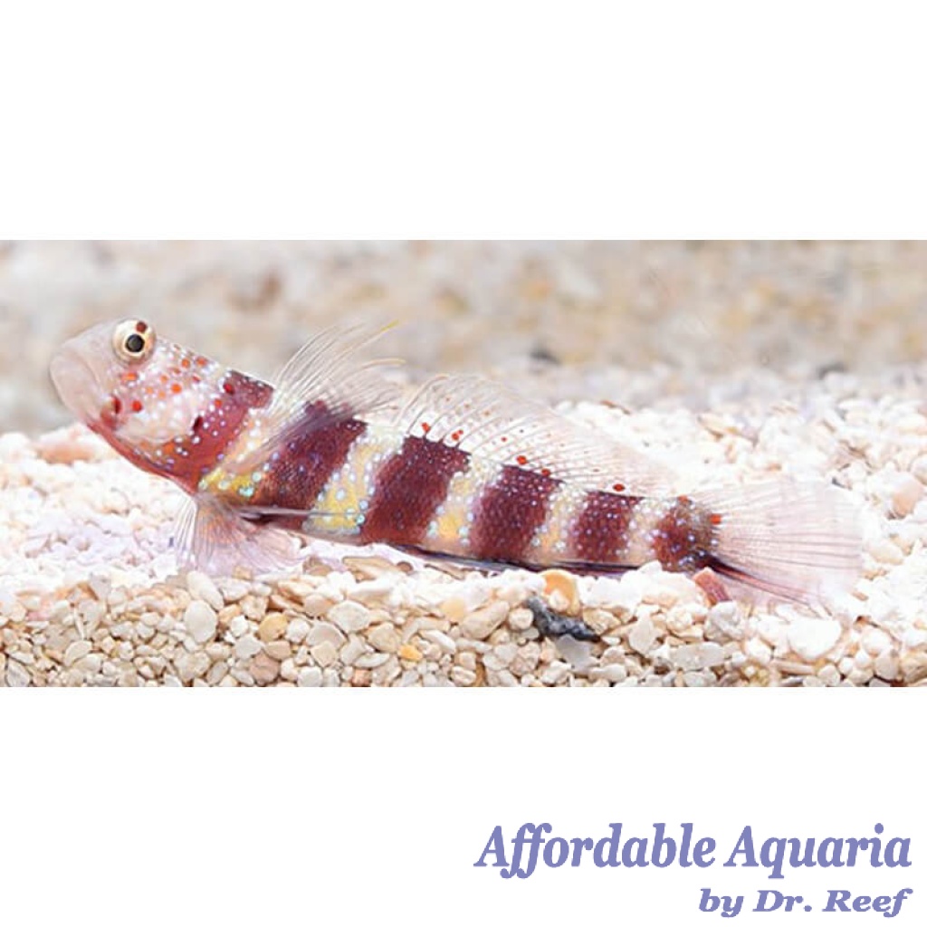 Wheeler Shrimp Goby Affordable Aquaria